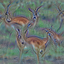 n02422699 impala, Aepyceros melampus